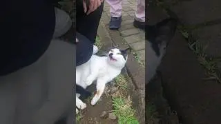 si kumis ngak mau ditinggal😁 #cat #shortvideo #shorts