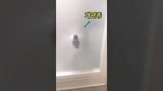 관심받기에 특화된 시바견들의 행동
