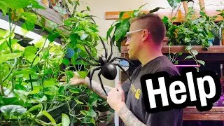 Houseplant PEST Infestation - We NEED your Help