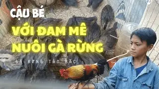 Mô hình nuôi gà rừng bán tự nhiên của em trai người mông || Gà Rừng Tây Bắc #gàrừng #nuoigarung