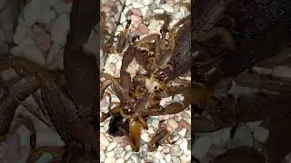 KALAJENGKING MUKBANG!? PERTAMA KALI LIHAT DAN LAHAP BANGET!