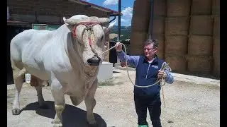 Chianina cattle breed: The largest cattle breed in the world that can reach 1,700 kg in weight.