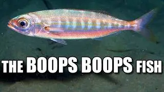 Bogue Facts: the BOOPS BOOPS Fish 👁️ Animal Fact Files
