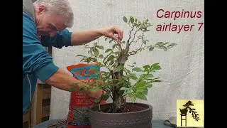 Carpinus airlayer 7