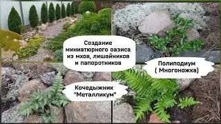 Создание миниатюрного оазиса из мхов, лишайников и папоротников.