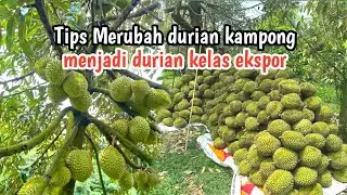 Dapat orderan puluhan juta renovasi kebun durian lokal menjadi unggulan