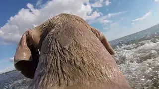 Weimaraner goes Go Pro 2017