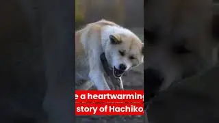 hachiko the loyal dog! watch full on chanel!