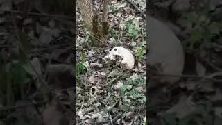 везде одни скилеты 
