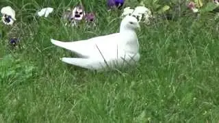 Футаж голубка белая