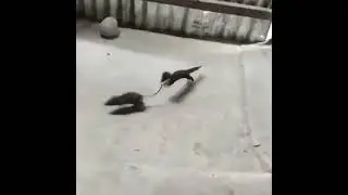 Weasel pulling a rat by the tail