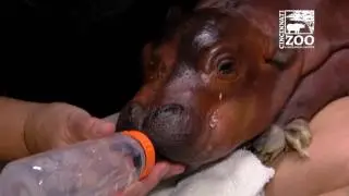 Hippo Baby Born 6 Weeks Premature Getting Care - Cincinnati Zoo
