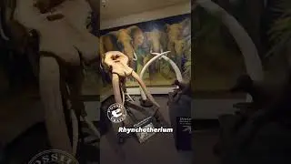 Rhynchotherium: The Four Tusk Prehistoric "Elephant"
