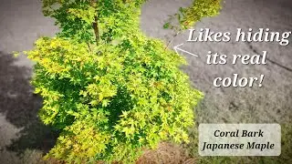 Japanese Maple likes hiding its real color!