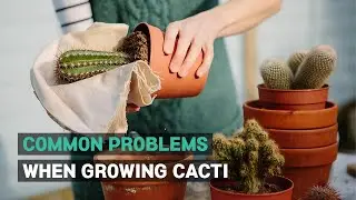 CACTI CARE TIPS | COMMON PROBLEMS WHEN GROWING CACTI | SUCCULENT TROUBLESHOOTING