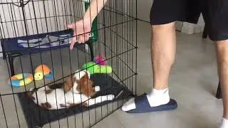 查理王小猎犬装死 Puppy plays dead