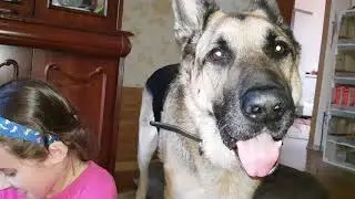 Новый питомец \\ ХОМЯК