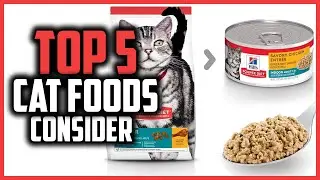 ✅Top 5 Best cat foods to consider in 2024