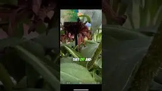 SEED HARVESTING #shortsviral  #shortsfeed #growth #seeds #farm #growingseason #story #harvesting