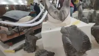 Panjab University museum #b.ed#panjabuniversitychandigarh #panjabuniversitynewstoday #b.ed