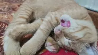 Слух у котика музыкальный. #котя #shorts #kitten #кот #animals
