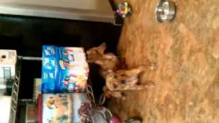 My Dogs Meet an Alien