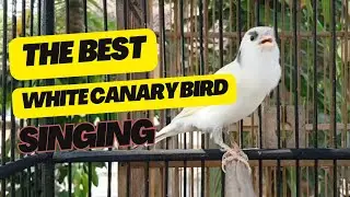 White Canary Bird Singing | Sound of nature | Canary song #canary #canarybirdsinging