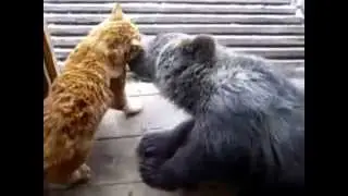 Russian cat against bear - Русский кот против медведя! (18+ , мат)