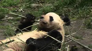 Panda feasting on Bamboo at Bifengxia Reserve In China