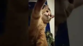 рыжик