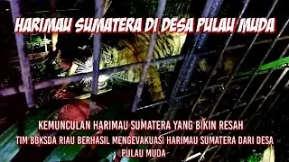 The Appearance of the Sumatran Tiger Disturbing the Residents of Pulau Village. Succeeded Evacuation