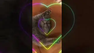 Котик 🐈‍⬛