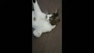 Sony Xperia XZ Premium - Slow Motion Cat