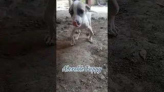 Adorable Puppy 