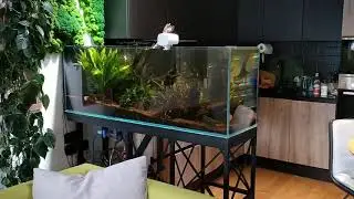 Nature aquarium - аквариум в природном стиле от студии Аквапространства