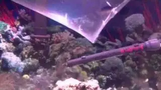 Best and safest way to add fish IMO