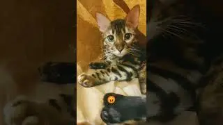 как бесит