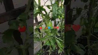 ПОМИДОРЫ ПЕРЦЫ у ЗАБОРА за 2 т. руб. 🍅🫑🌶️🪣🌿💯❤️...