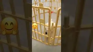 Можно я с тобой 😂 #собака #щенок #милота #animals #funny #subscribe