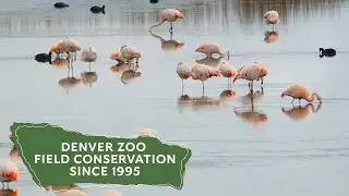 Saving Wildlife With Denver Zoo