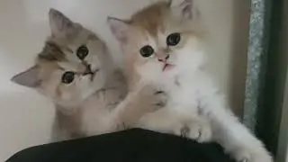 Cute kittens Lambo and Porsha playing together | British shorthair