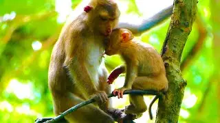 Properly Nursing Properly Grooming On High Tree By Mom JOYCE Baby JOVI Happy To Grab Milk Feeding