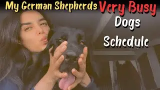 My German Shepherds Very Busy DogsSchedule