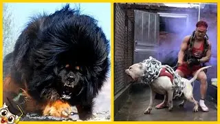 10 Strongest Dogs in the World