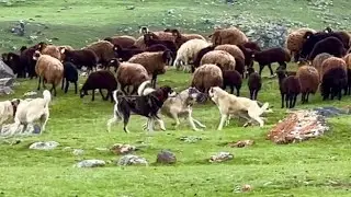 HIRÇO GELİR GELMEZ ORTALIK KARIŞTI