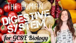 THE DIGESTIVE SYSTEM GCSE Biology 9-1 | Combined Sci (Revision & Qs)