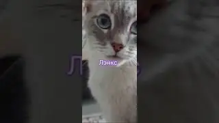 Наш красавец #cat #music #shortvideo
