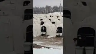 Домики для телят