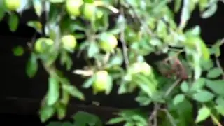 Samsung WB1100F Zoom Test