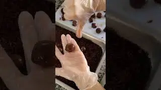 🔥 Dicas para enrolar brigadeiros perfeitos!